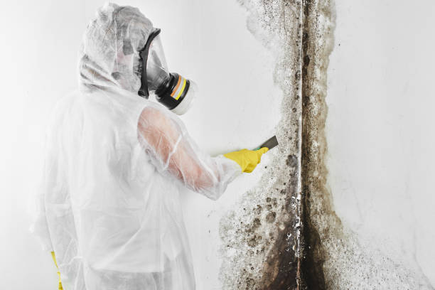 Best Mold Removal Company Near Me  in Pinch, WV