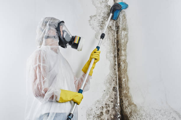 Best Professional Mold Removal  in Pinch, WV