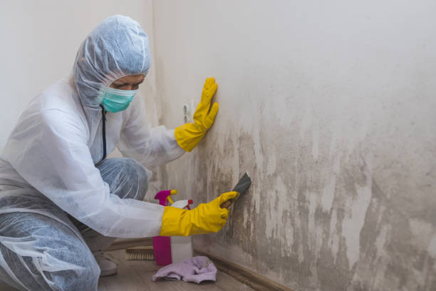 Mold Removal and Inspection in Pinch, WV