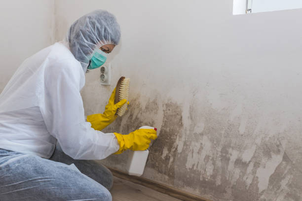 Office Mold Removal Services in Pinch, WV