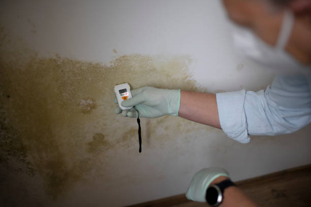 Best Office Mold Removal Services  in Pinch, WV