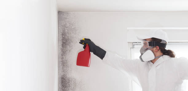 Mold Removal Process in Pinch, WV