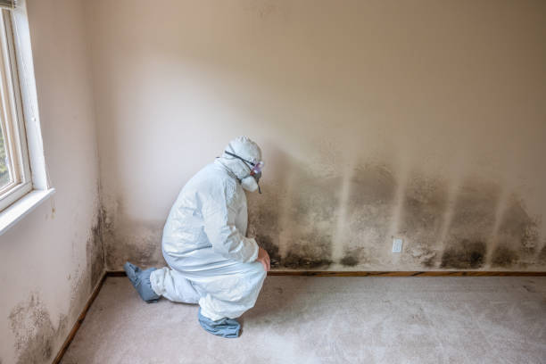 Best Office Mold Removal Services  in Pinch, WV