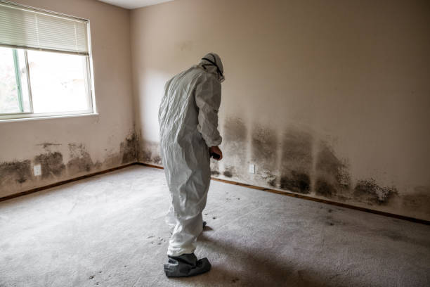 Best Certified Mold Removal  in Pinch, WV