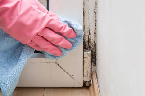 Certified Mold Removal in Pinch, WV