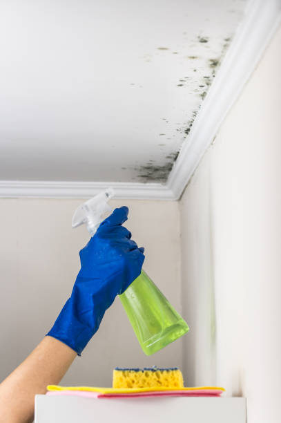 Best Office Mold Removal Services  in Pinch, WV