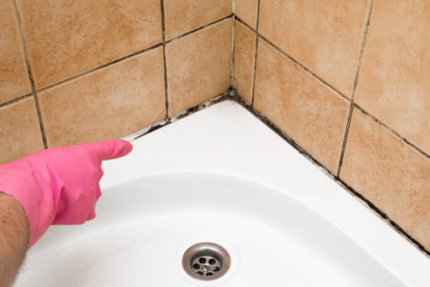 Professional Mold Removal in Pinch, WV